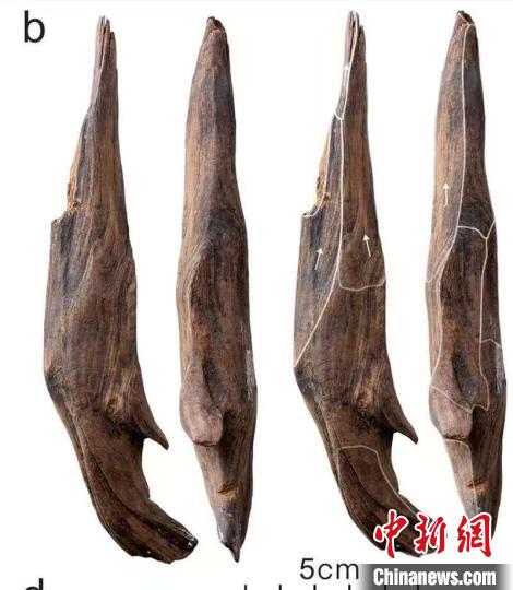 世界级重大考古成果!中国发现30万年前东亚最早木器 世界级重大考古成果!中国发现30万年前东亚最早木器
