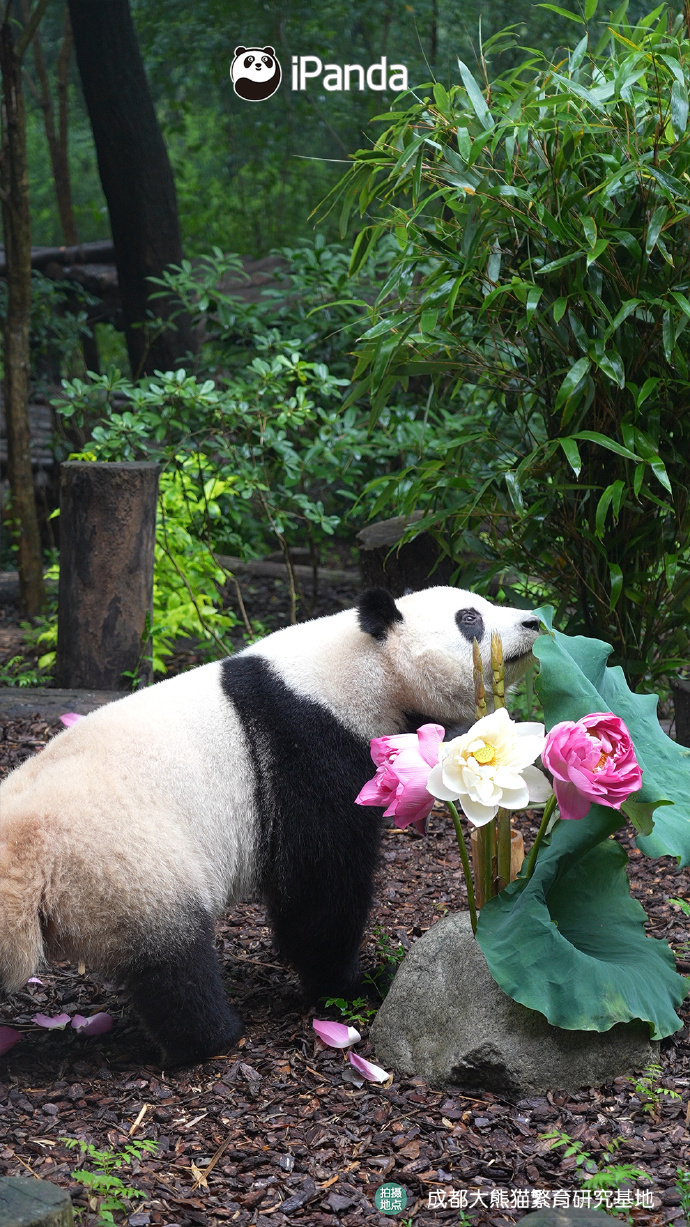 萌兰、花花、和叶,生日快乐!熊猫顶流邀请你一起庆生 萌兰、花花、和叶,生日快乐!熊猫顶流邀请你一起庆生