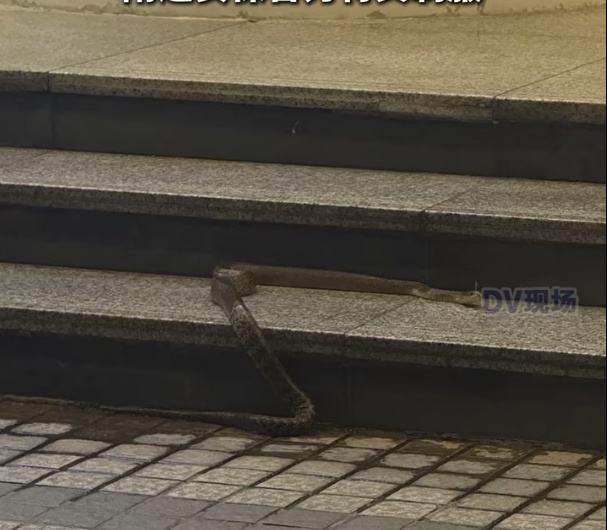 广州天河CBD有蛇出没,繁华闹市都有蛇?回应来了 广州天河CBD有蛇出没,繁华闹市都有蛇?回应来了