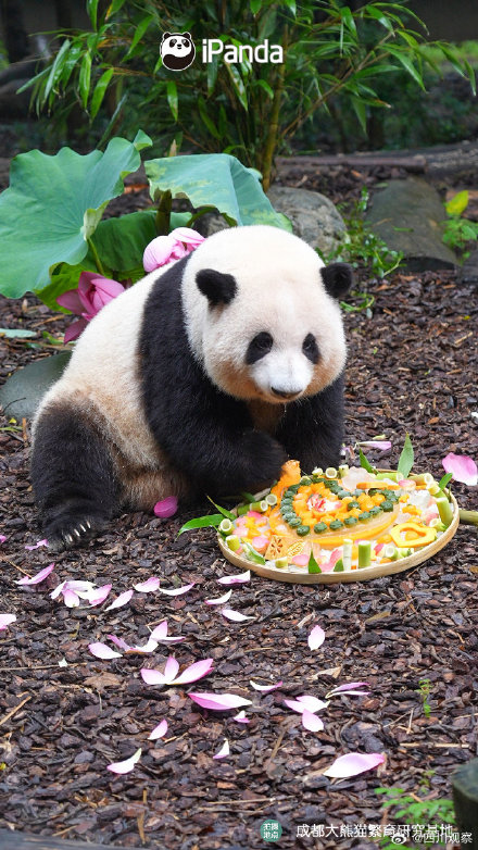 萌兰花花和叶三熊生日快乐