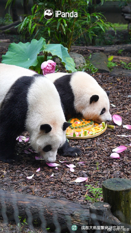 萌兰花花和叶三熊生日快乐