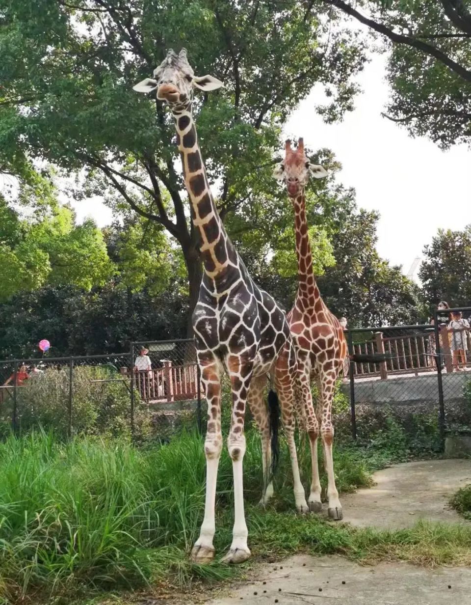 南京红山动物园长颈鹿“圣诞”去世