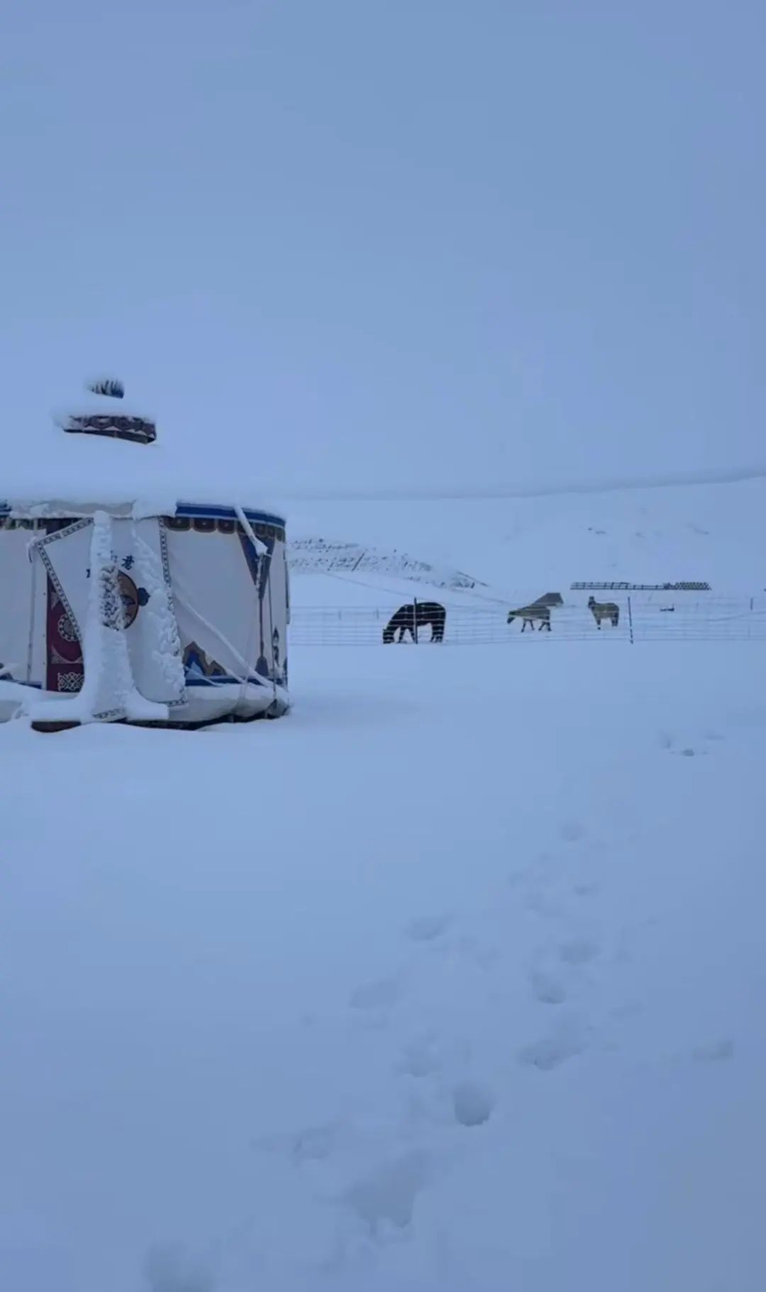 7月大雪纷飞!青海祁连大草原一夜之间白雪皑皑 7月大雪纷飞!青海祁连大草原一夜之间白雪皑皑