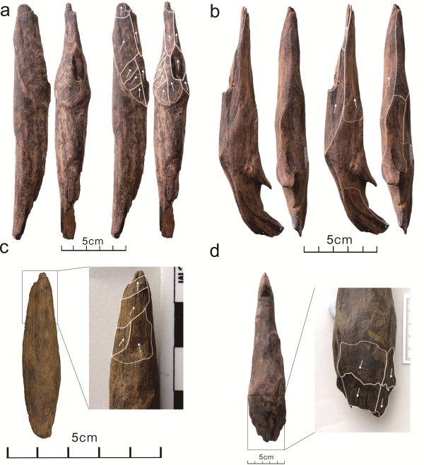 世界罕见!云南出土30万年前木器! 世界罕见!云南出土30万年前木器!