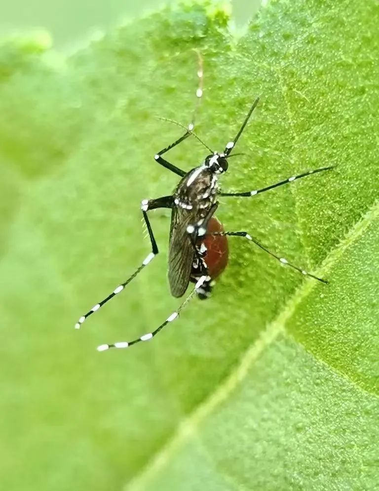 “花蚊子”有抗药性了!隔着衣服都咬人!想要不被叮咬→ “花蚊子”有抗药性了!隔着衣服都咬人!想要不被叮咬→