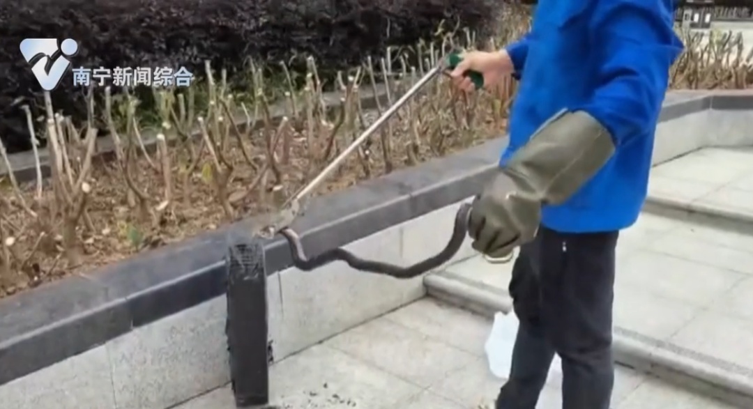 警惕！南宁一公园附近出现眼镜蛇