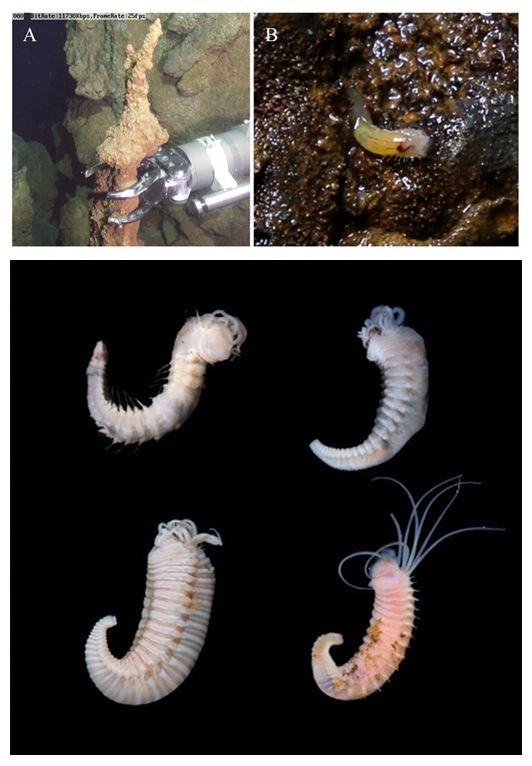 4个新属70多个新种!这些深海新物种被我国科学家发现了 4个新属70多个新种!这些深海新物种被我国科学家发现了