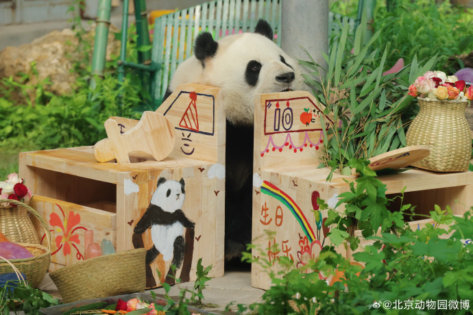 萌兰、花花、和叶,生日快乐!熊猫顶流邀请你一起庆生 萌兰、花花、和叶,生日快乐!熊猫顶流邀请你一起庆生