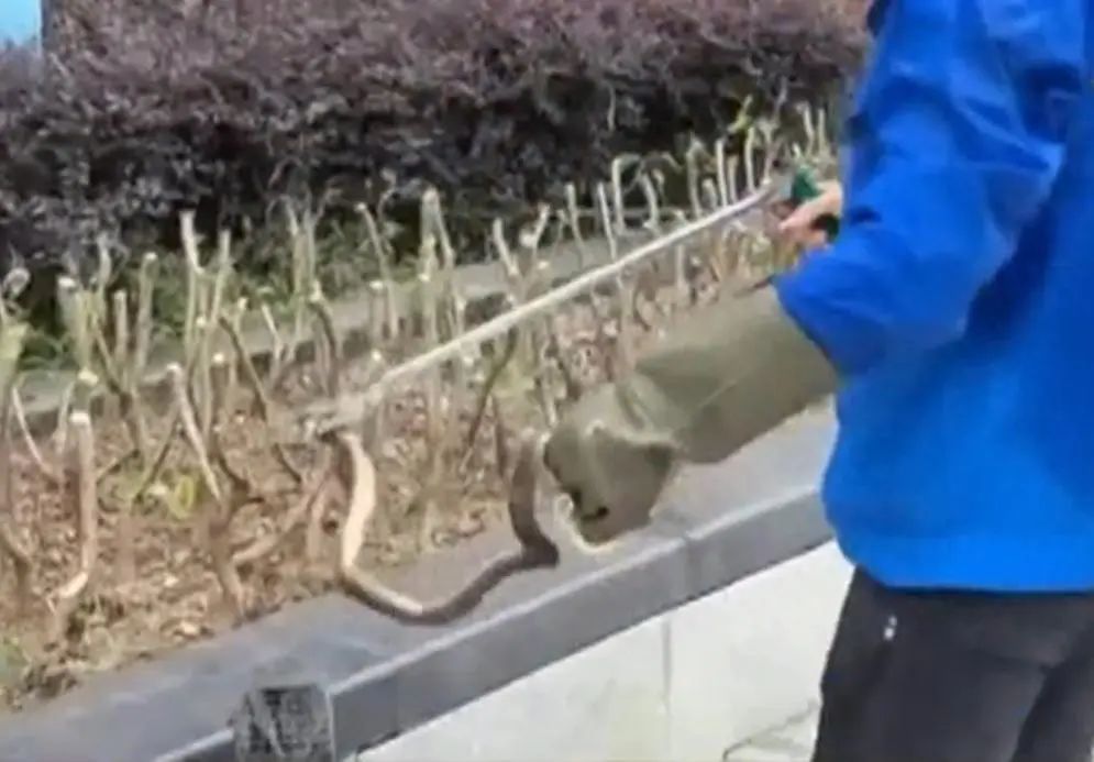 警惕！南宁一公园附近出现眼镜蛇