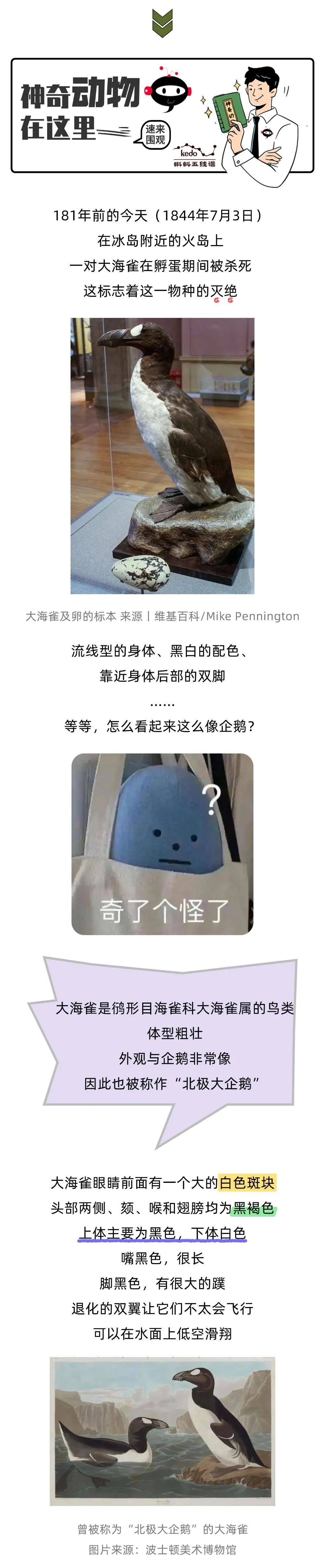 北极也曾有过企鹅？已经灭绝近两百年了！