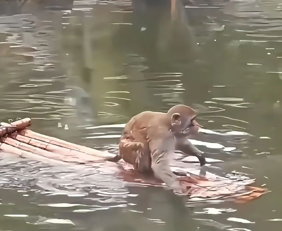 网友热议“变态猴混上编制得罪猴王遭摁水霸凌”,南京涉事动物园回应:属旧闻嫁接 网友热议“变态猴混上编制得罪猴王遭摁水霸凌”,南京涉事动物园回应:属旧闻嫁接