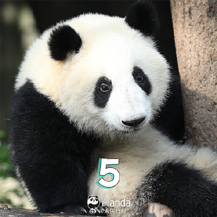 送祝福！花花和叶5岁生日快乐