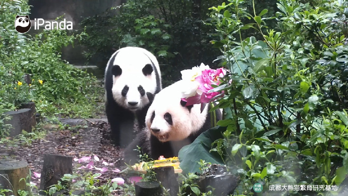 萌兰、花花、和叶,生日快乐!熊猫顶流邀请你一起庆生 萌兰、花花、和叶,生日快乐!熊猫顶流邀请你一起庆生