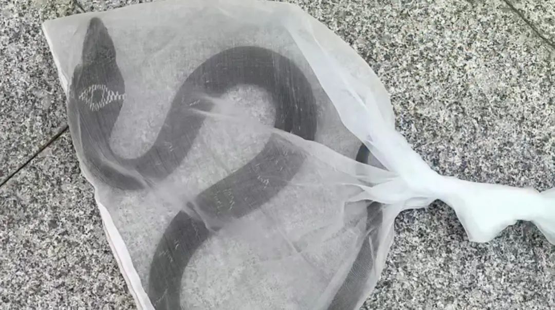 警惕！南宁一公园附近出现眼镜蛇