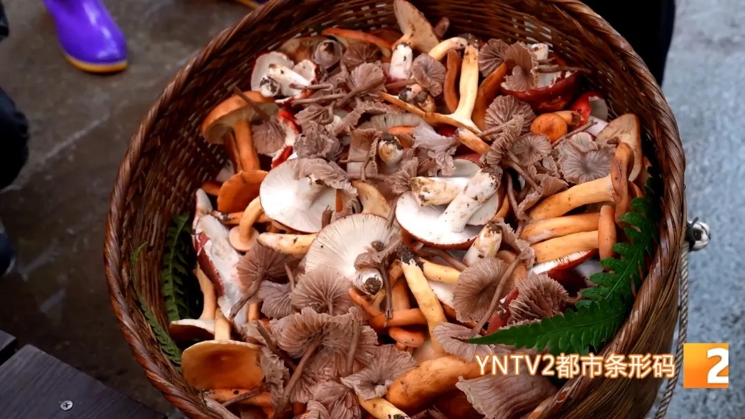 有脸盆大！3.4斤巨型牛肝菌现身云南