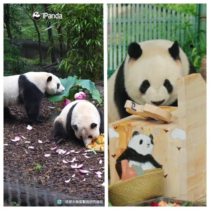 萌兰、花花、和叶,生日快乐!熊猫顶流邀请你一起庆生 萌兰、花花、和叶,生日快乐!熊猫顶流邀请你一起庆生