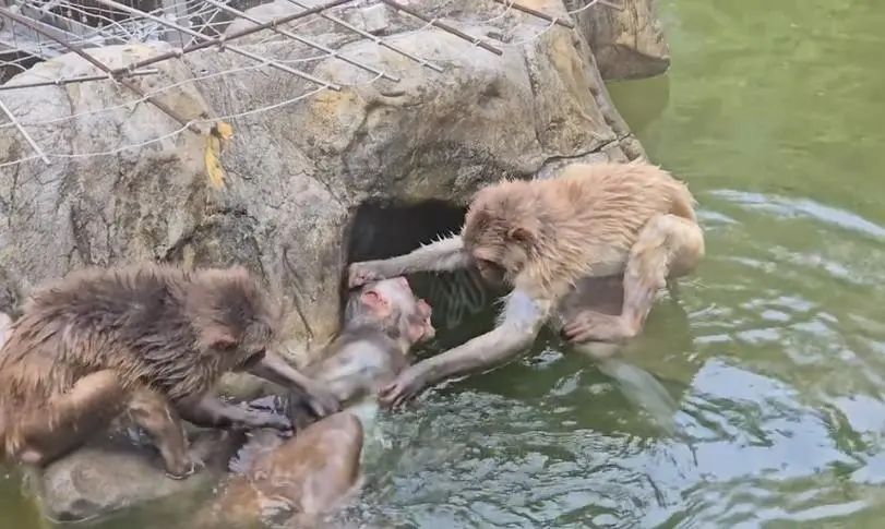 网民热议南京“变态猴混上编制得罪猴王遭摁水霸凌”