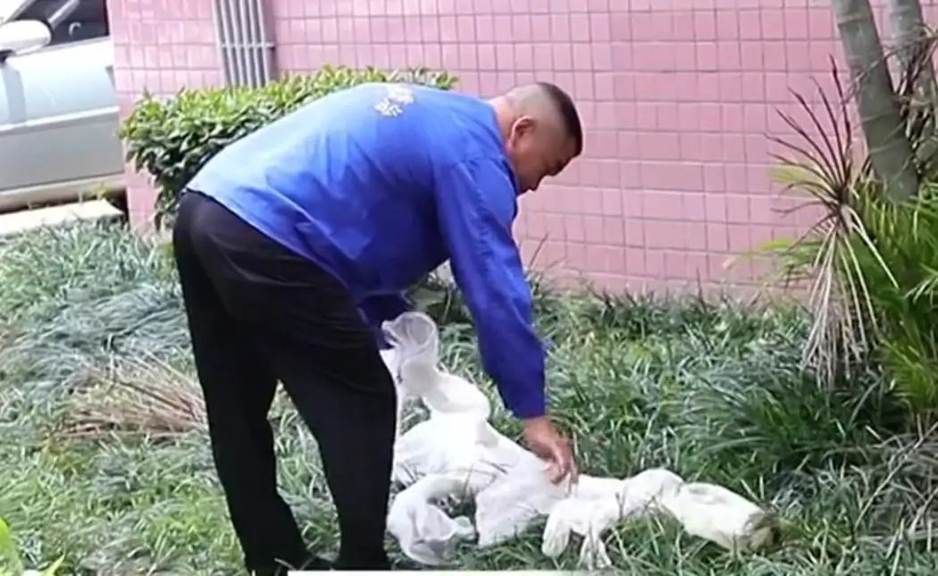 警惕！南宁一公园附近出现眼镜蛇