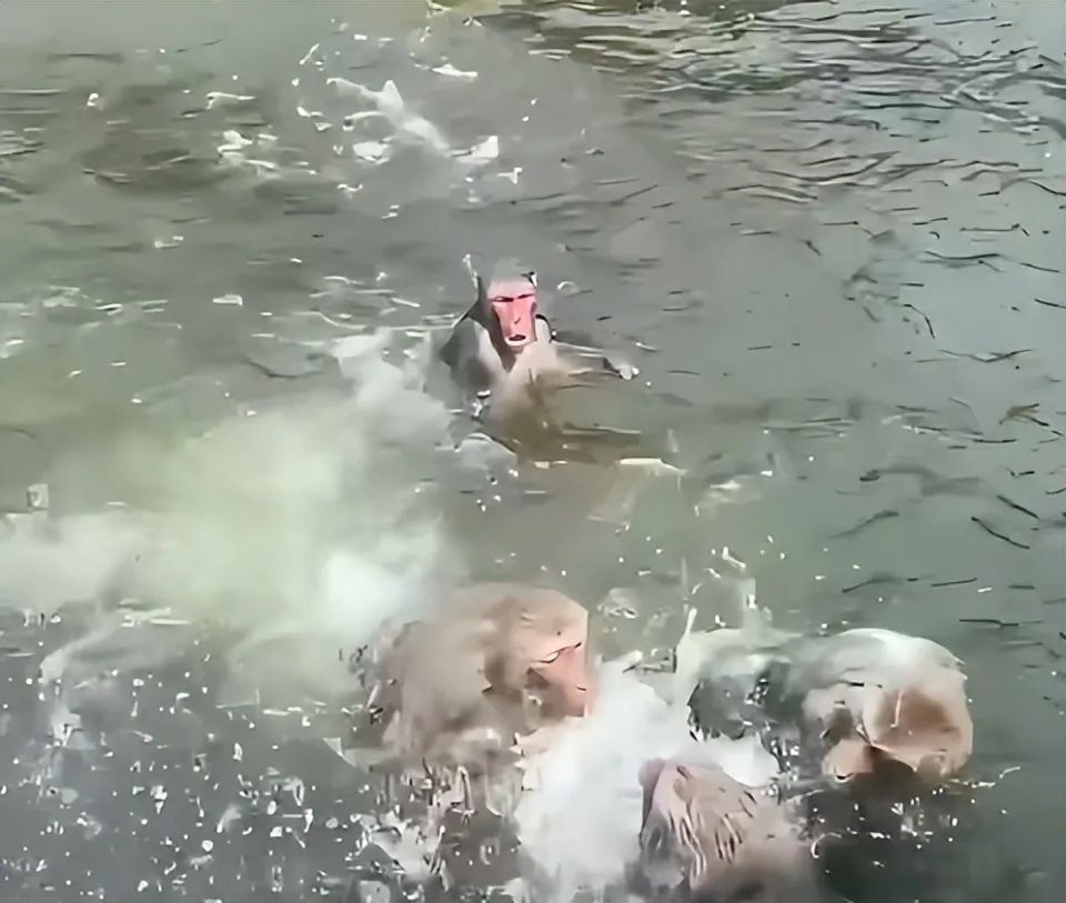 网友热议“变态猴混上编制得罪猴王遭摁水霸凌”,南京涉事动物园回应:属旧闻嫁接 网友热议“变态猴混上编制得罪猴王遭摁水霸凌”,南京涉事动物园回应:属旧闻嫁接