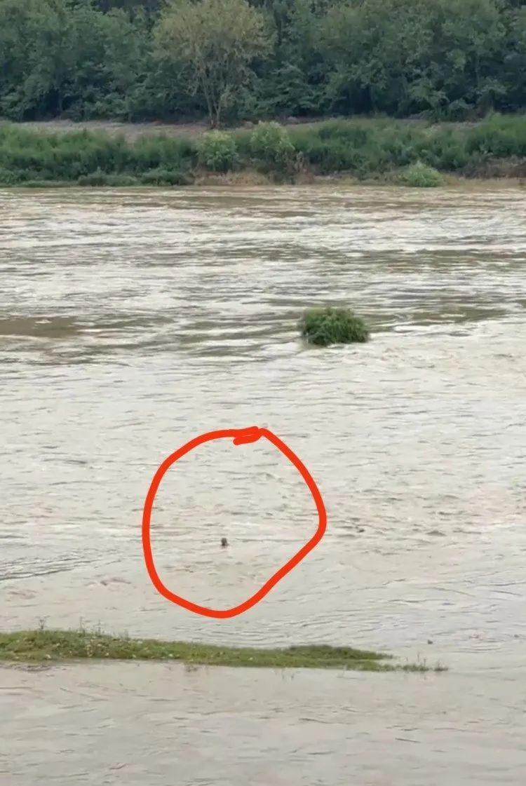 四川广元水电站泄洪致63岁钓鱼男子被冲走!村干部:情况属实,多次劝阻不听 四川广元水电站泄洪致63岁钓鱼男子被冲走!村干部:情况属实,多次劝阻不听