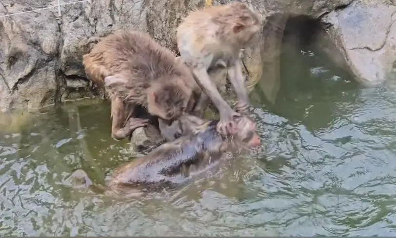 网民热议南京“变态猴混上编制得罪猴王遭摁水霸凌”