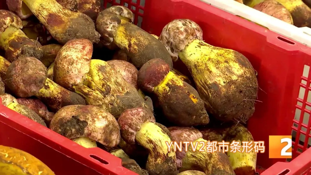 旺季一天洗几百上千公斤！云南人“吃出来”的职业开始接单了