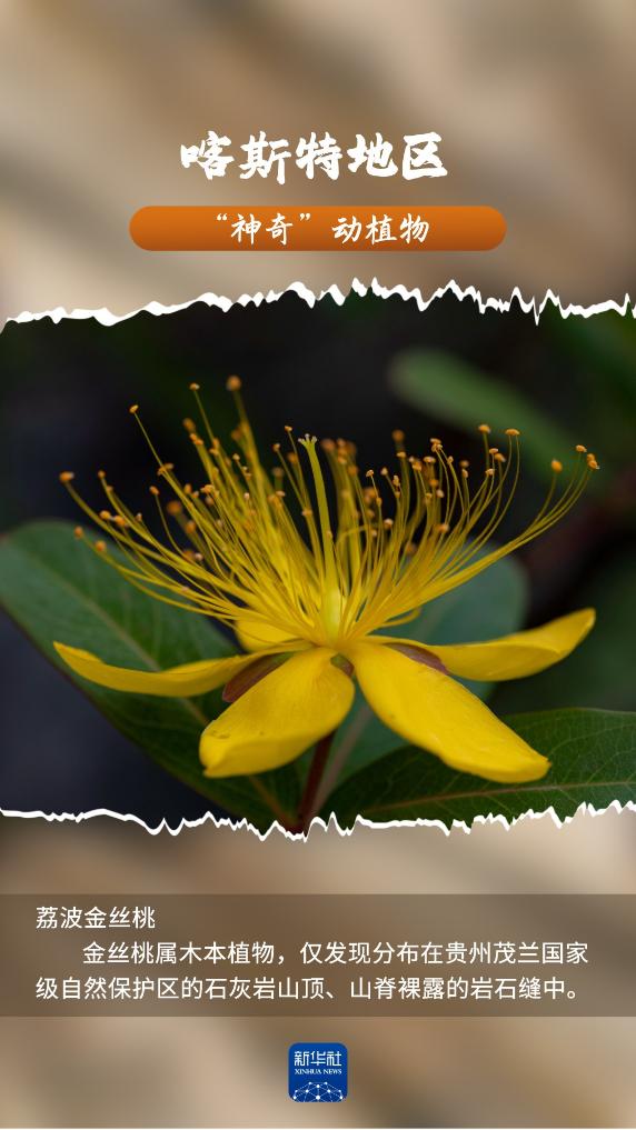 喀斯特地区“神奇”动植物，你见过吗？