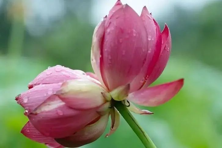 北京：花期仅2—3天！莲花池公园首株并蒂莲绽放——