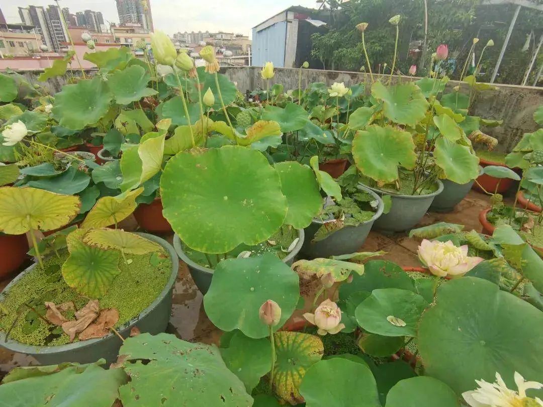 天台上的育种家:广州小伙在自家楼顶培育出多个荷花新品 天台上的育种家:广州小伙在自家楼顶培育出多个荷花新品