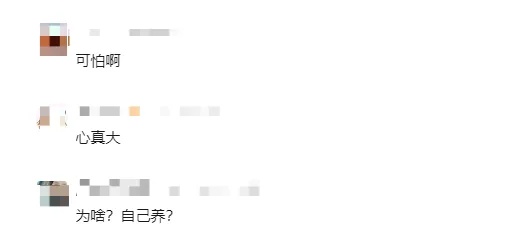 女子竟在孩子婴儿车里藏活蛇,海关:属外来物种 女子竟在孩子婴儿车里藏活蛇,海关:属外来物种