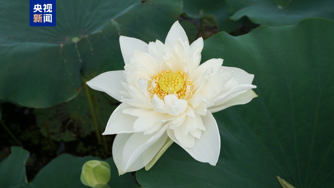 夏日荷花美学 你能认出几种？