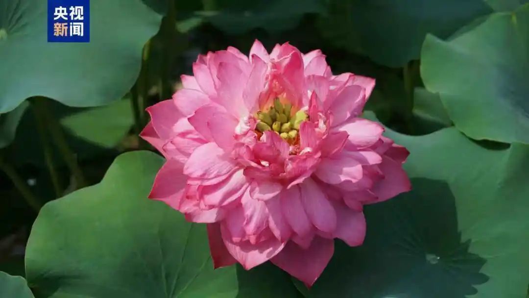 夏日荷花美学 你能认出几种？