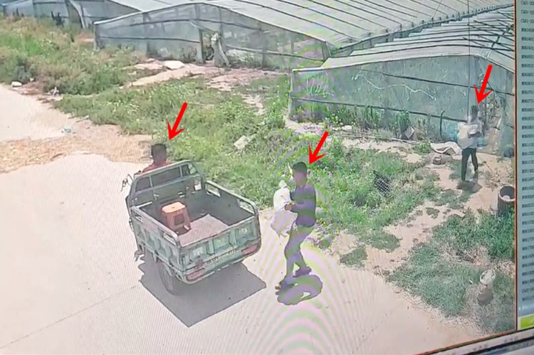 这瓜“好吃”！东营公安：三名“偷瓜贼”被抓！