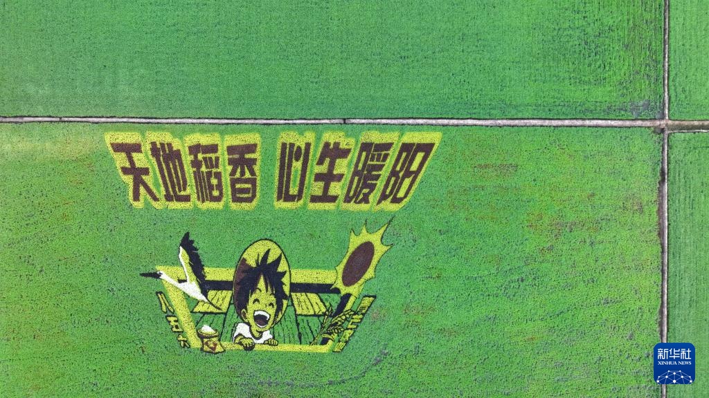 “北大仓”铺展壮美稻田画卷 “北大仓”铺展壮美稻田画卷