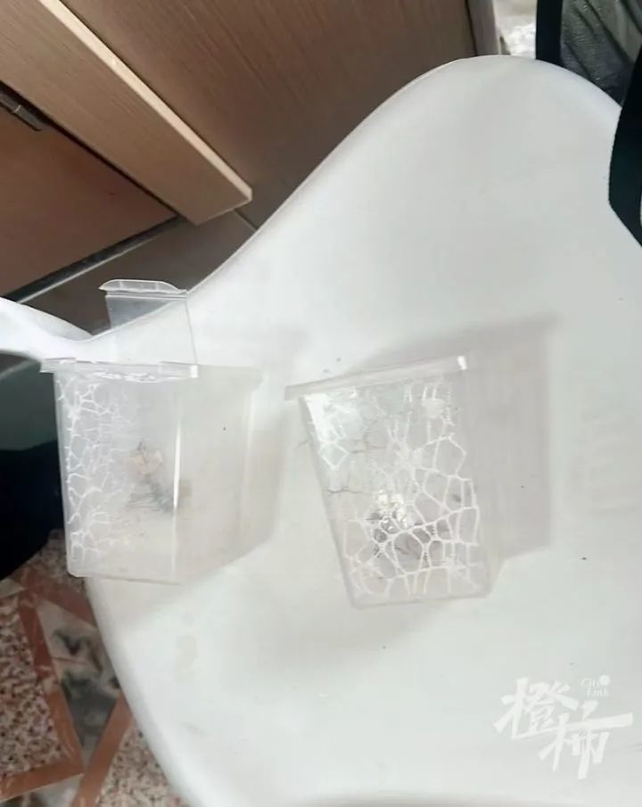 蟑螂当宠物？！异宠盛行，有人过道喷杀虫剂，意外杀死邻居“爱宠”……