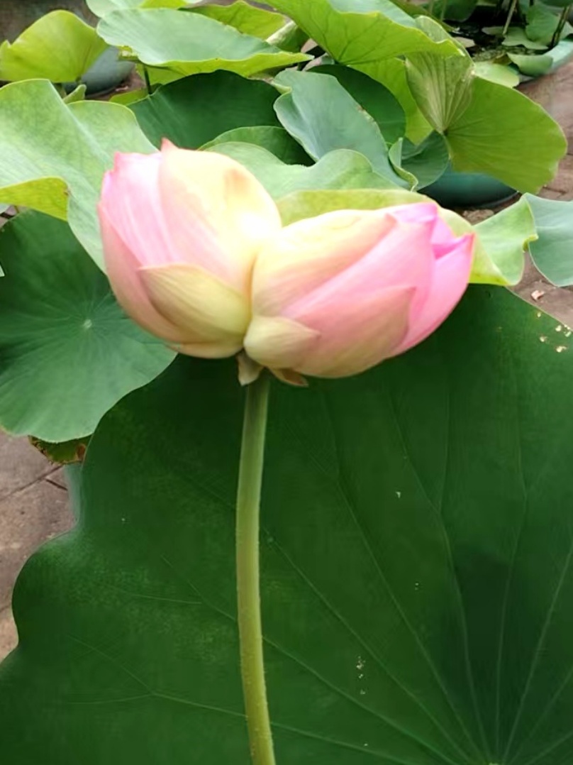 北京：花期仅2—3天！莲花池公园首株并蒂莲绽放——