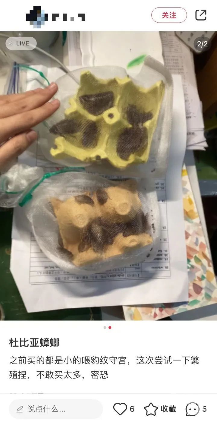 蟑螂当宠物？！异宠盛行，有人过道喷杀虫剂，意外杀死邻居“爱宠”……