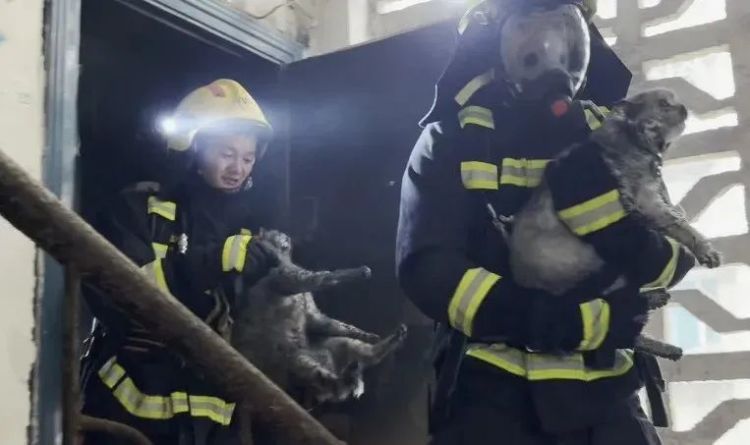 贵阳一民房起火,消防员破拆救出三猫 贵阳一民房起火,消防员破拆救出三猫