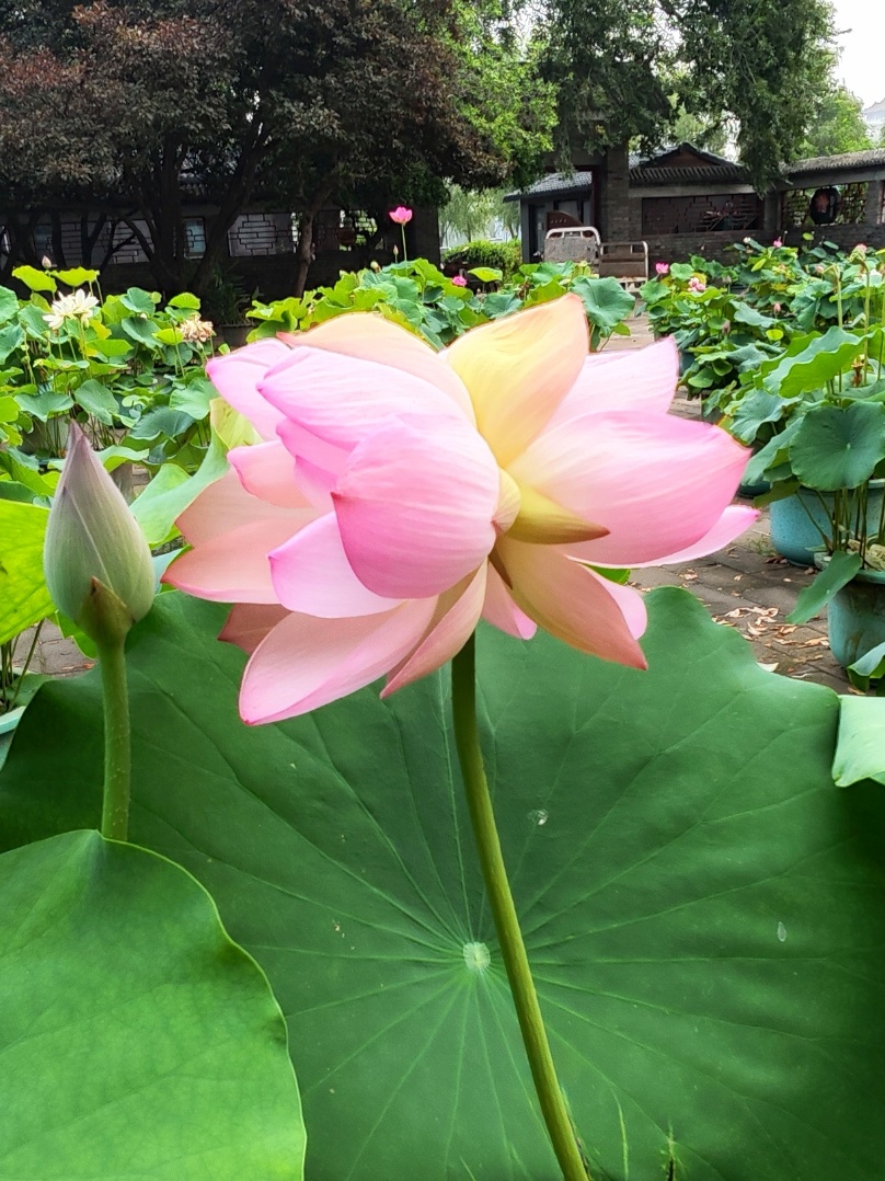 北京：花期仅2—3天！莲花池公园首株并蒂莲绽放——