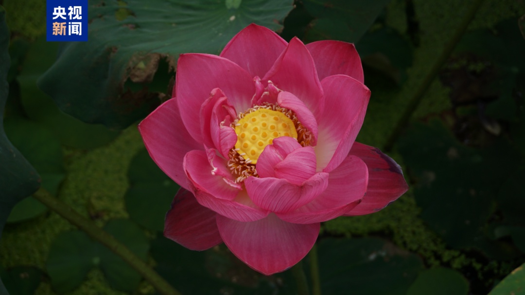 夏日荷花美学 你能认出几种？