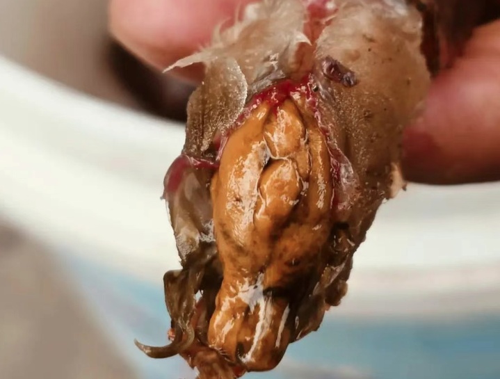 还原真相!七问小龙虾 还原真相!七问小龙虾