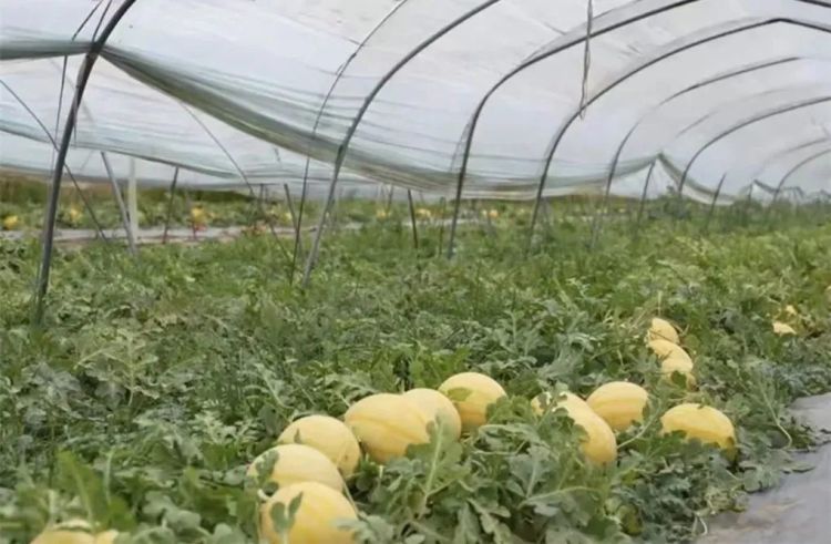 这瓜“好吃”！东营公安：三名“偷瓜贼”被抓！