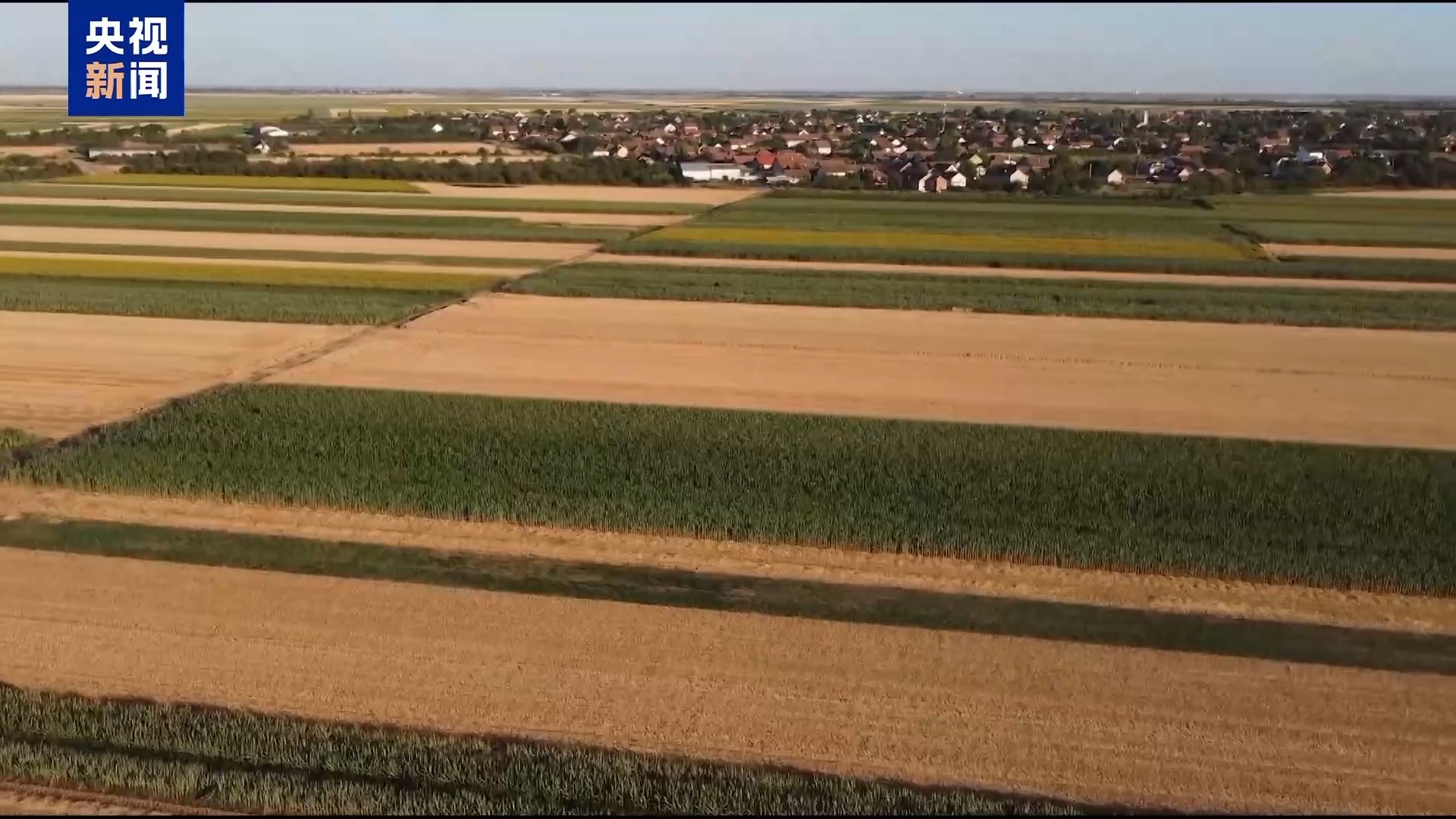 受极端高温天气影响 塞尔维亚农作物可能大幅减产