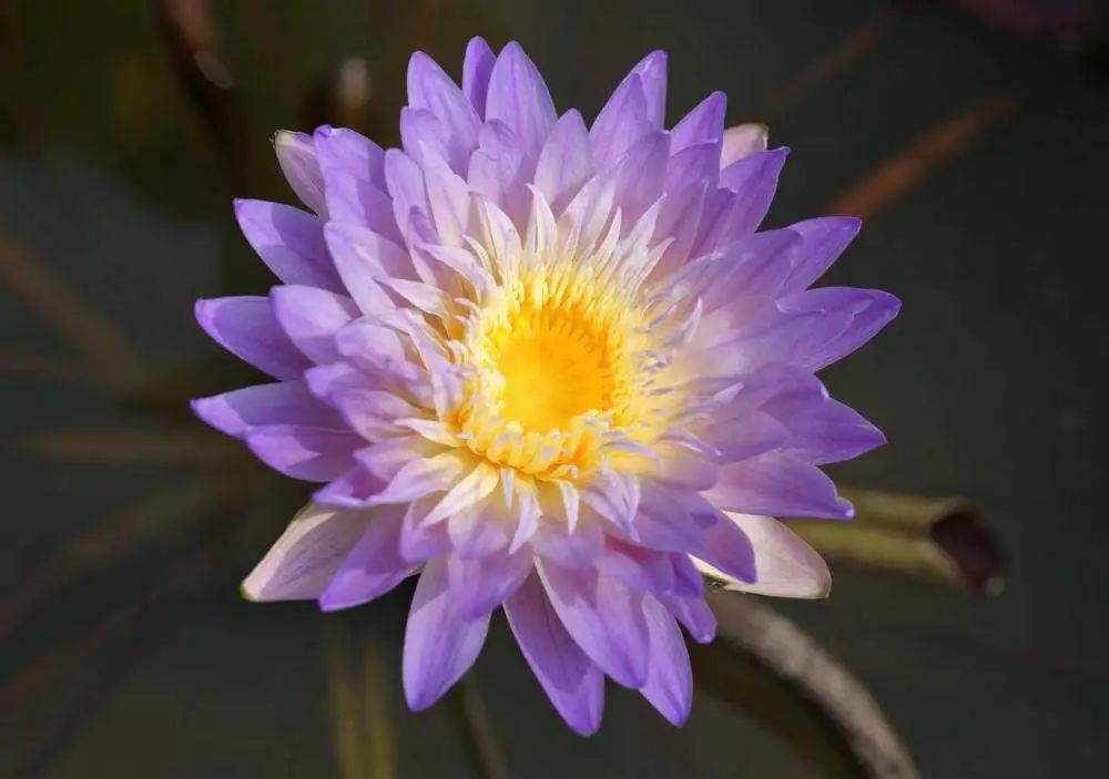 天台上的育种家:广州小伙在自家楼顶培育出多个荷花新品 天台上的育种家:广州小伙在自家楼顶培育出多个荷花新品