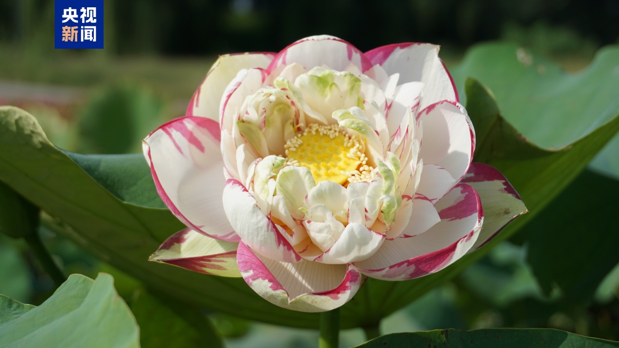 最佳赏荷期已至 “荷花图鉴”带你辨别这些夏日仙子