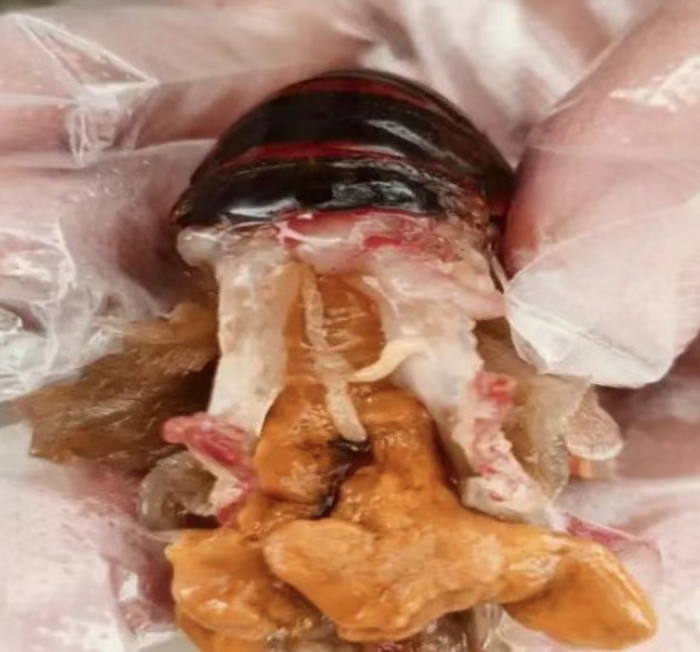 还原真相!七问小龙虾 还原真相!七问小龙虾