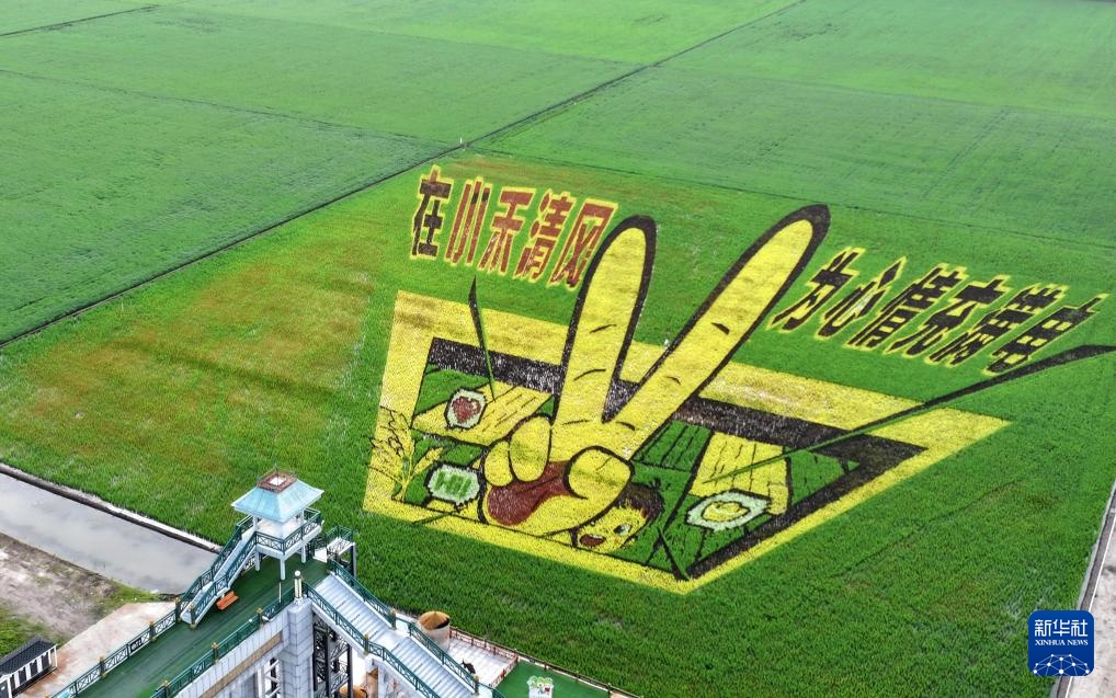 “北大仓”铺展壮美稻田画卷 “北大仓”铺展壮美稻田画卷