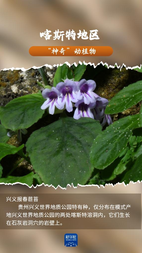 喀斯特地区“神奇”动植物，你见过吗？