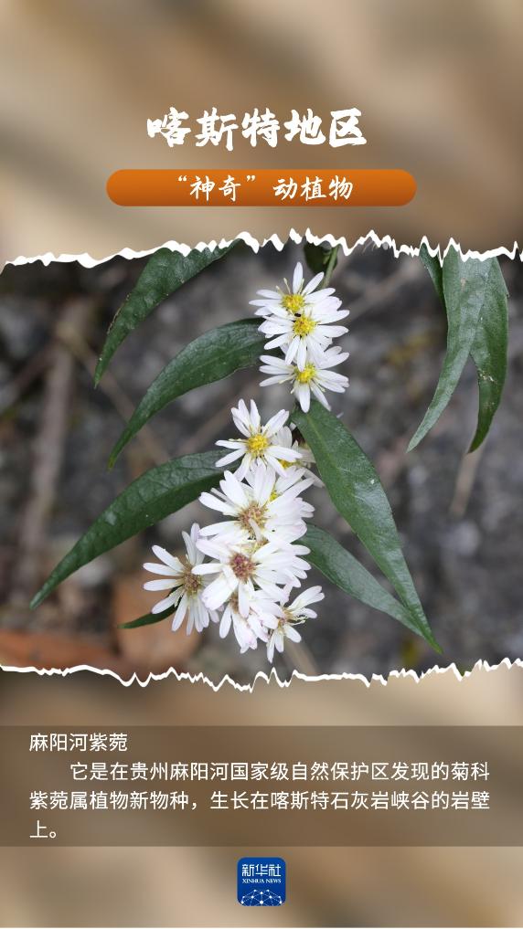 喀斯特地区“神奇”动植物，你见过吗？