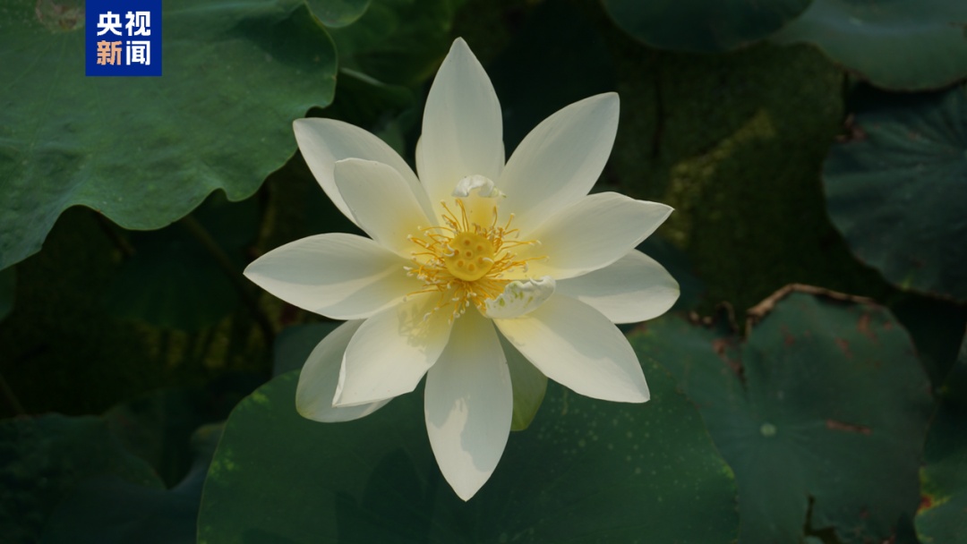 夏日荷花美学 你能认出几种？